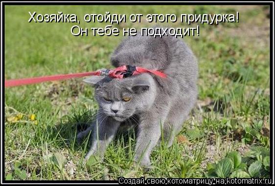 Хозяйка, отойди от этого придурка! Он тебе не подходит!... Котоматрица: Хозяйка, отойди от этого придурка! Он тебе не подходит!