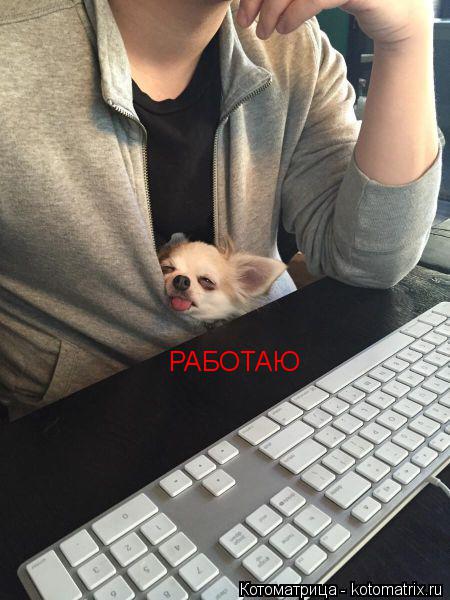 Котоматрица: РАБОТАЮ