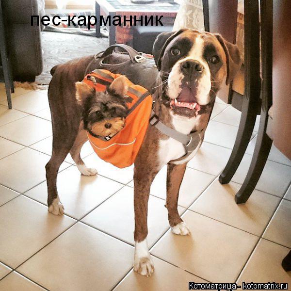 пес-карманник... Котоматрица: пес-карманник