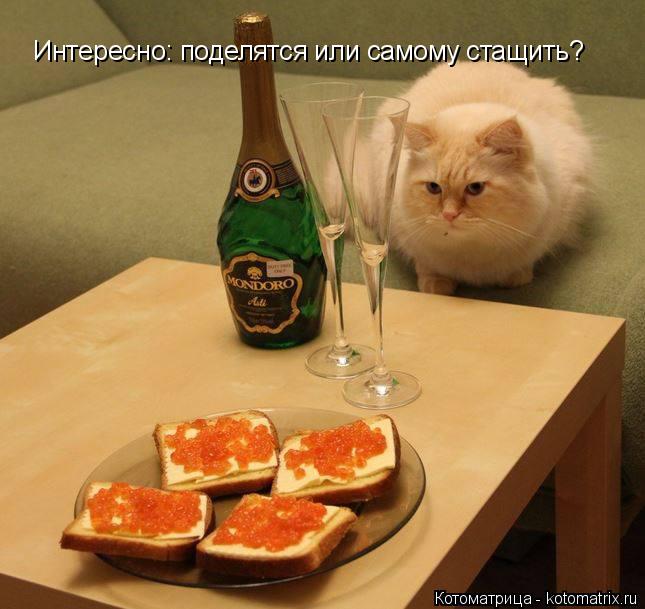 Интересно: поделятся или самому стащить?... Котоматрица: Интересно: поделятся или самому стащить?