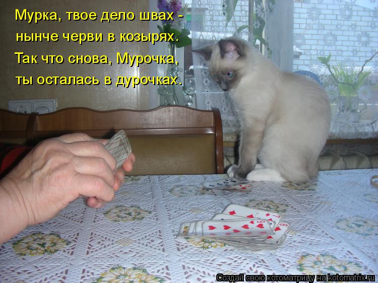 Мурка, твое дело швах - нынче черви в козырях. ты осталась в дурочках. Так что снова, Мурочка,... Котоматрица: Мурка, твое дело швах - нынче черви в козырях. ты осталась в дурочках. Так что снова, Мурочка,