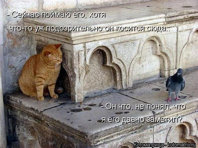 - Сейчас поймаю его, хотя что-то уж подозрительно он косится сюда.. - Он что, не понял, что я его д... Котоматрица: - Сейчас поймаю его, хотя что-то уж подозрительно он косится сюда.. - Он что, не понял, что я его давно заметил?..