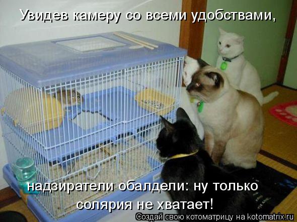 Увидев камеру со всеми удобствами, надзиратели обалдели: ну только солярия не хватает!... Котоматрица: Увидев камеру со всеми удобствами, надзиратели обалдели: ну только солярия не хватает!