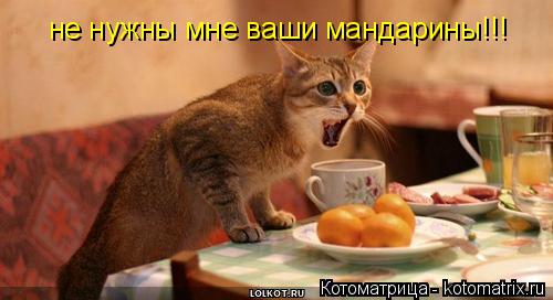 не нужны мне ваши мандарины!!!... Котоматрица: не нужны мне ваши мандарины!!!
