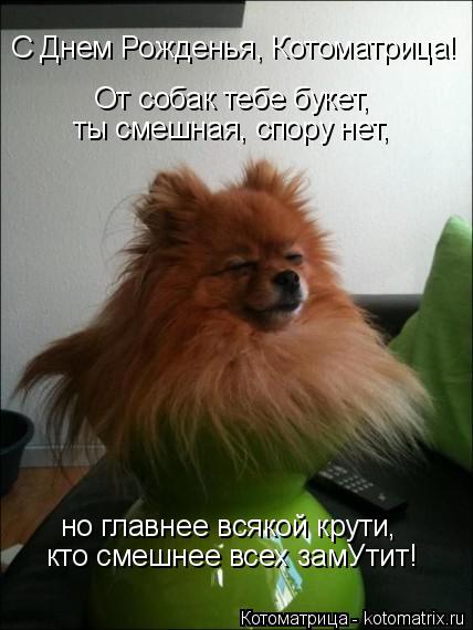 Котоматрица: От собак тебе букет,  С Днем Рожденья, Котоматрица! ты смешная, спору нет,  кто смешнее всех замУтит! но главнее всякой крути,