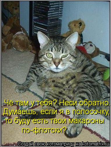 Чё там у тебя? Неси обратно. Думаешь, если я в полосочку, то буду есть твои макароны по-флотски?... Котоматрица: Чё там у тебя? Неси обратно. Думаешь, если я в полосочку, то буду есть твои макароны по-флотски?