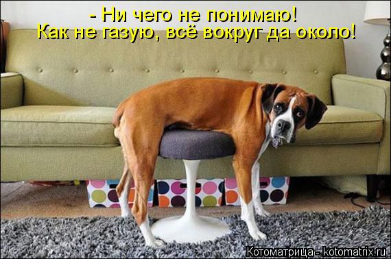 - Ни чего не понимаю! Как не газую, всё вокруг да около!... Котоматрица: - Ни чего не понимаю! Как не газую, всё вокруг да около!