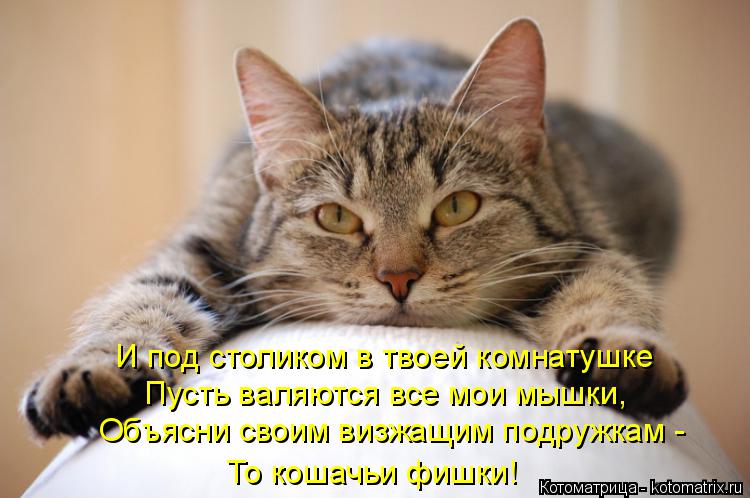 Котоматрица: И под столиком в твоей комнатушке Пусть валяются все мои мышки, Объясни своим визжащим подружкам - То кошачьи фишки!