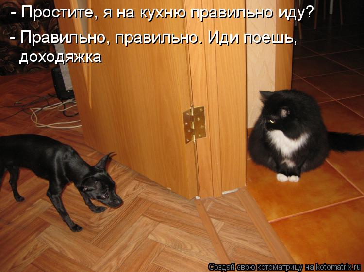 - Простите, я на кухню правильно иду? - Правильно, правильно. Иди поешь, доходяжка... Котоматрица: - Простите, я на кухню правильно иду? - Правильно, правильно. Иди поешь, доходяжка