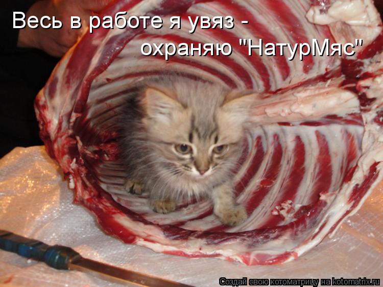 Весь в работе я увяз - охраняю "НатурМяс"... Котоматрица: Весь в работе я увяз - охраняю "НатурМяс"