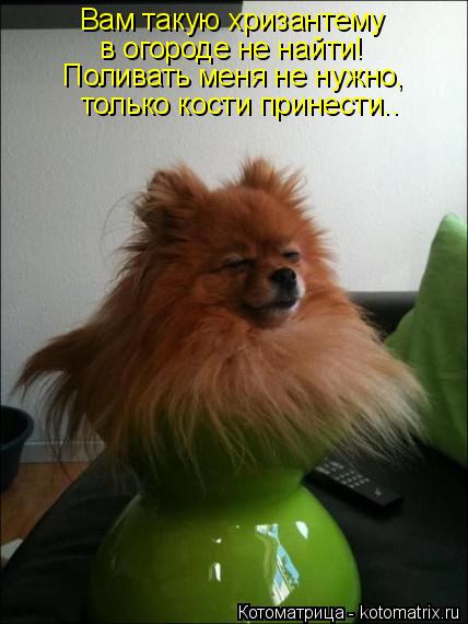 Котоматрица: Вам такую хризантему  в огороде не найти! Поливать меня не нужно,  только кости принести..