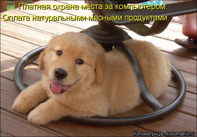 Платная охрана места за компьютером. Оплата натуральными мясными продуктами.... Котоматрица: Платная охрана места за компьютером. Оплата натуральными мясными продуктами.