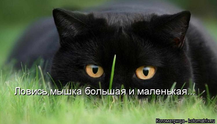 Ловись,мышка большая и маленькая...... Котоматрица: Ловись,мышка большая и маленькая...