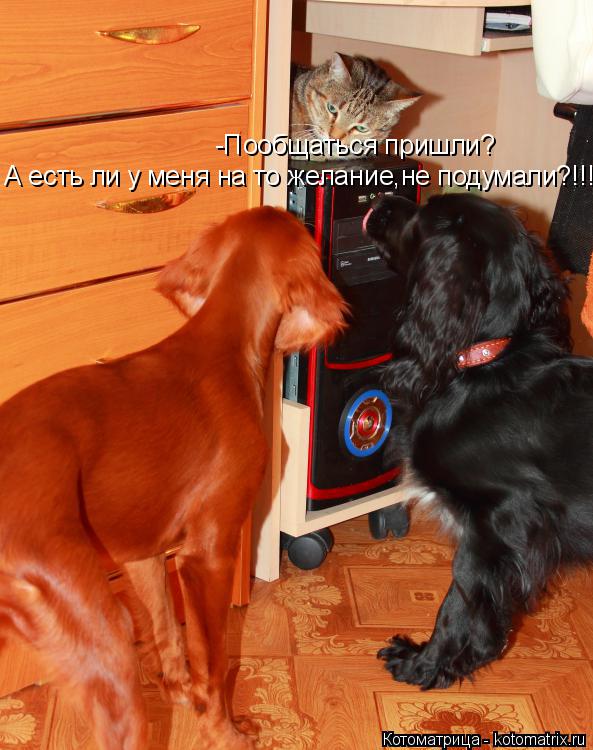 -Пообщаться пришли? А есть ли у меня на то желание,не подумали?!!!... Котоматрица: -Пообщаться пришли? А есть ли у меня на то желание,не подумали?!!!