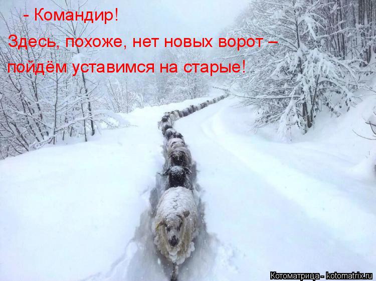 - Командир! Здесь, похоже, нет новых ворот – пойдём уставимся на старые!... Котоматрица: - Командир! Здесь, похоже, нет новых ворот – пойдём уставимся на старые!