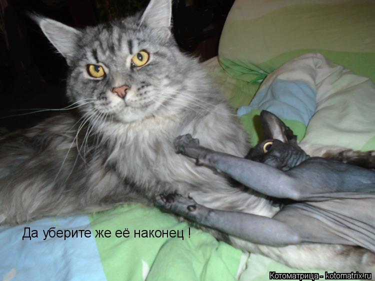 Да уберите же её наконец !... Котоматрица: Да уберите же её наконец !