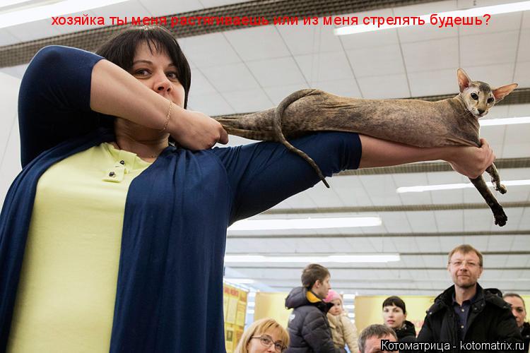 хозяйка ты меня растягиваешь или из меня стрелять будешь?... Котоматрица: хозяйка ты меня растягиваешь или из меня стрелять будешь?