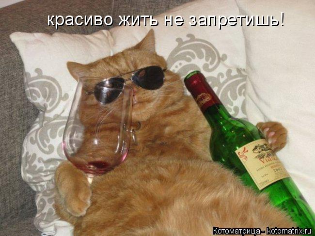 красиво жить не запретишь!... Котоматрица: красиво жить не запретишь!