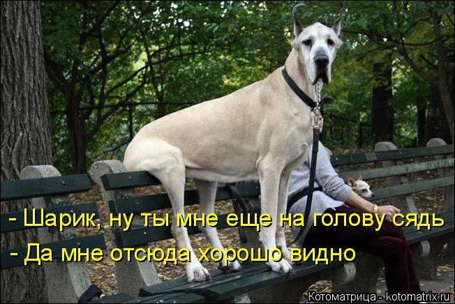 - Шарик, ну ты мне еще на голову сядь - Да мне отсюда хорошо видно... Котоматрица: - Шарик, ну ты мне еще на голову сядь - Да мне отсюда хорошо видно