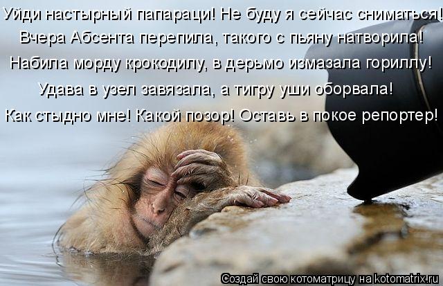 Вчера Абсента перепила, такого с пьяну натворила! Уйди настырный папараци! Не буду я сейчас сниматься... Котоматрица: Вчера Абсента перепила, такого с пьяну натворила! Уйди настырный папараци! Не буду я сейчас сниматься!!! Набила морду крокодилу, в дерьмо изм