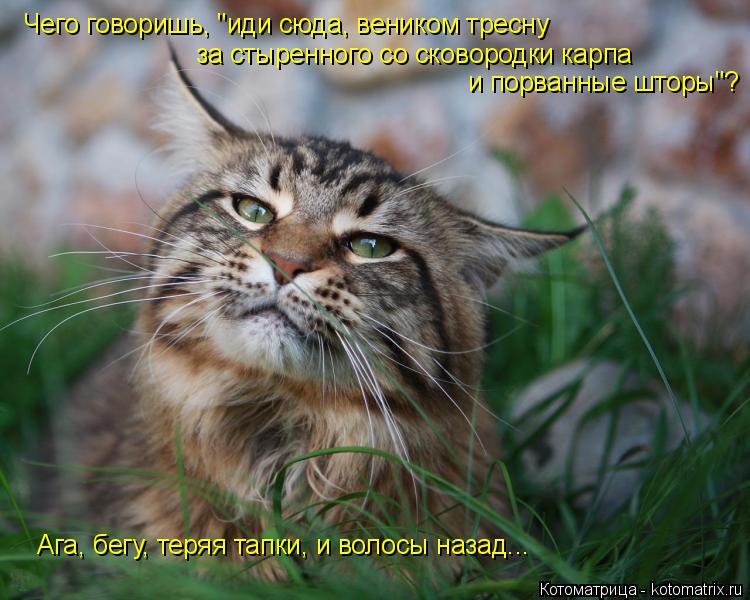Чего говоришь, "иди сюда, веником тресну за стыренного со сковородки карпа и порванные шторы"? Ага, б... Котоматрица: Чего говоришь, "иди сюда, веником тресну за стыренного со сковородки карпа и порванные шторы"? Ага, бегу, теряя тапки, и волосы назад...