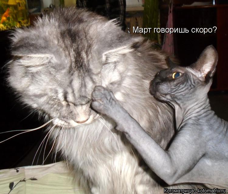 Март говоришь скоро?... Котоматрица: Март говоришь скоро?