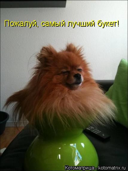 Котоматрица: Пожалуй, самый лучший букет!