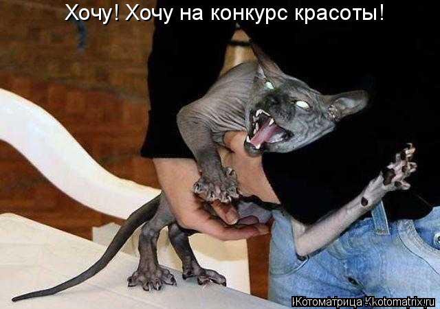 Хочу! Хочу на конкурс красоты!... Котоматрица: Хочу! Хочу на конкурс красоты!
