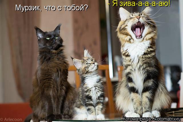 Мурзик, что с тобой? - Я зива-а-а-а-аю!... Котоматрица: Мурзик, что с тобой? - Я зива-а-а-а-аю!