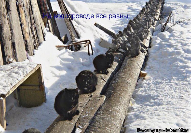 На водопроводе все равны... Котоматрица: На водопроводе все равны