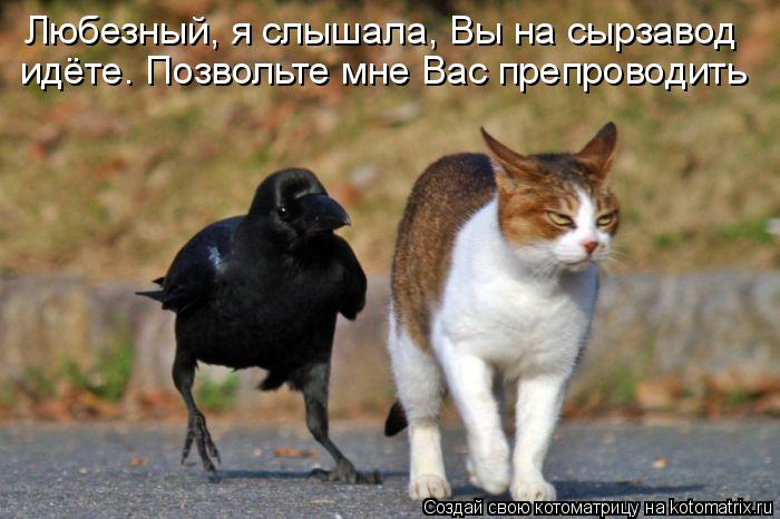 идёте. Позвольте мне Вас препроводить Любезный, я слышала, Вы на сырзавод... Котоматрица: идёте. Позвольте мне Вас препроводить Любезный, я слышала, Вы на сырзавод