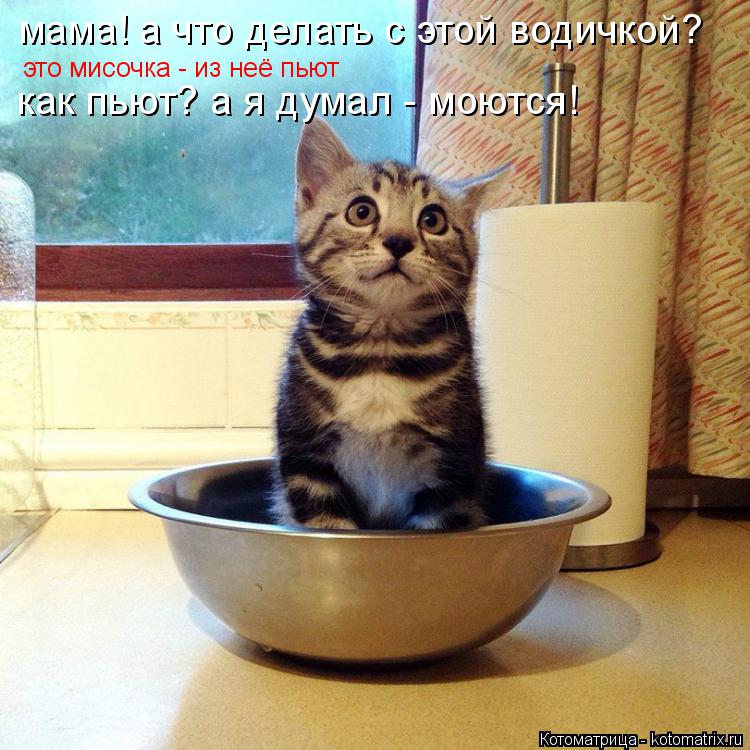 мама! а что делать с этой водичкой? это мисочка - из неё пьют как пьют? а я думал - моются!... Котоматрица: мама! а что делать с этой водичкой? это мисочка - из неё пьют как пьют? а я думал - моются!