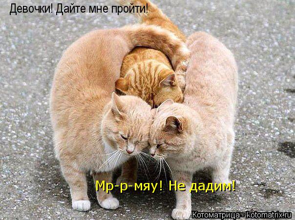 Девочки! Дайте мне пройти! Мр-р-мяу! Не дадим!... Котоматрица: Девочки! Дайте мне пройти! Мр-р-мяу! Не дадим!
