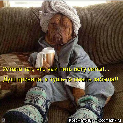 Устала так, что чай пить нету силы!... Душ приняла, а тушь-то смыть забыла!!... Котоматрица: Устала так, что чай пить нету силы!... Душ приняла, а тушь-то смыть забыла!!