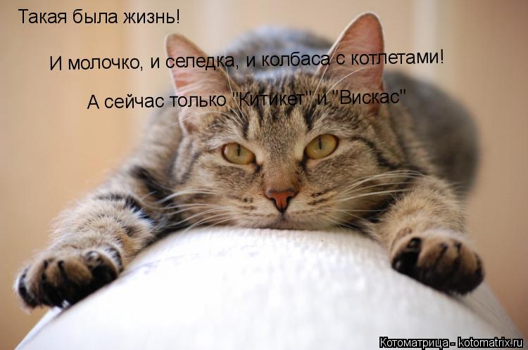 Такая была жизнь! И молочко, и селедка, и колбаса с котлетами! А сейчас только "Китикет" и "Вискас"... Котоматрица: Такая была жизнь! И молочко, и селедка, и колбаса с котлетами! А сейчас только "Китикет" и "Вискас"