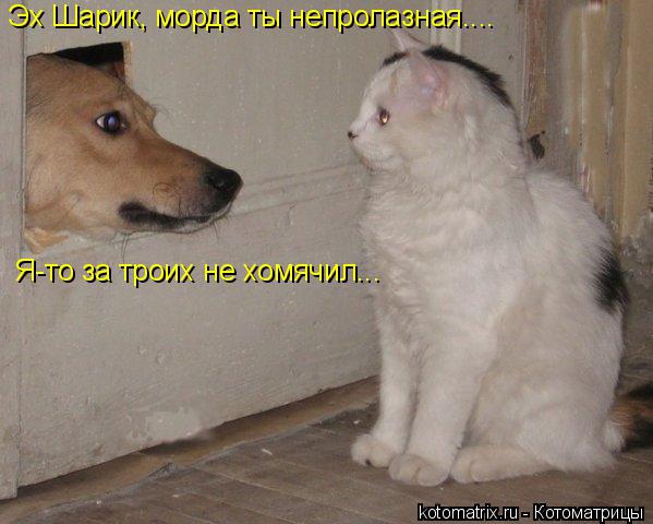 Эх Шарик, морда ты непролазная.... Я-то за троих не хомячил...... Котоматрица: Эх Шарик, морда ты непролазная.... Я-то за троих не хомячил...