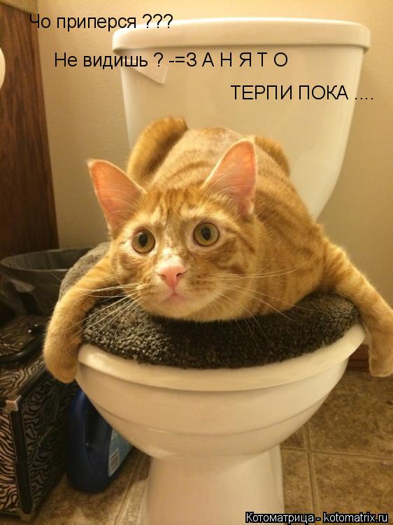 Чо приперся ??? Не видишь ? -=З А Н Я Т О ТЕРПИ ПОКА ....... Котоматрица: Чо приперся ??? Не видишь ? -=З А Н Я Т О ТЕРПИ ПОКА ....