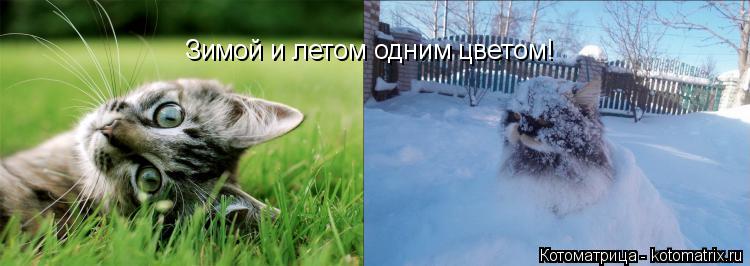 Зимой и летом одним цветом!... Котоматрица: Зимой и летом одним цветом!