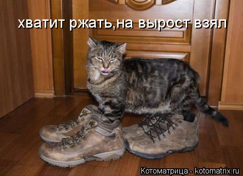 хватит ржать,на вырост взял... Котоматрица: хватит ржать,на вырост взял