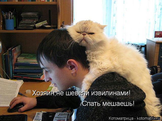 Хозяин,не шевели извилинами! Спать мешаешь!... Котоматрица: Хозяин,не шевели извилинами! Спать мешаешь!