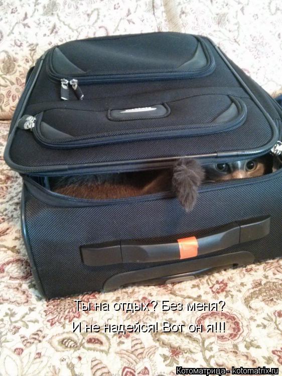 Ты на отдых? Без меня? И не надейся! Вот он я!!!... Котоматрица: Ты на отдых? Без меня? И не надейся! Вот он я!!!
