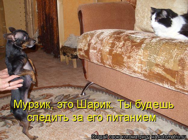 Мурзик, это Шарик. Ты будешь следить за его питанием... Котоматрица: Мурзик, это Шарик. Ты будешь следить за его питанием