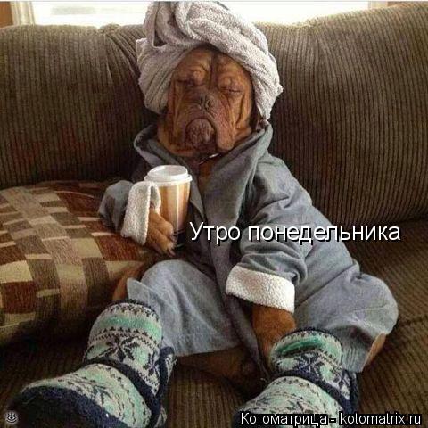 Утро понедельника... Котоматрица: Утро понедельника
