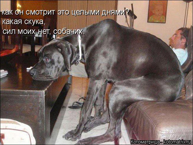 как он смотрит это целыми днями? какая скука, сил моих нет, собачих.... Котоматрица: как он смотрит это целыми днями? какая скука, сил моих нет, собачих.