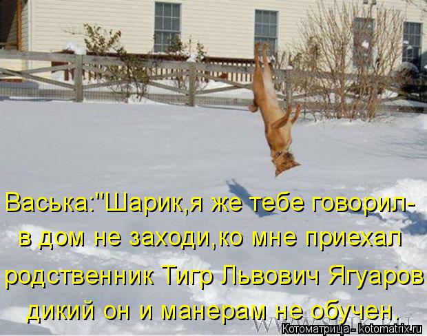 Васька:"Шарик,я же тебе говорил- в дом не заходи,ко мне приехал родственник Тигр Львович Ягуаров, дик... Котоматрица: Васька:"Шарик,я же тебе говорил- в дом не заходи,ко мне приехал родственник Тигр Львович Ягуаров, дикий он и манерам не обучен.