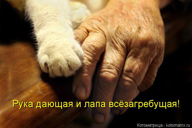 Рука дающая и лапа всёзагребущая!... Котоматрица: Рука дающая и лапа всёзагребущая!