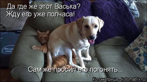 Да где же этот Васька? Сам же просил его погонять... Жду его уже полчаса!... Котоматрица: Да где же этот Васька? Сам же просил его погонять... Жду его уже полчаса!