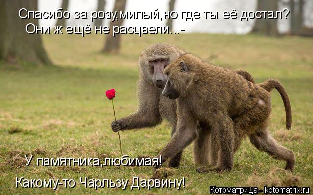 Спасибо за розу,милый,но где ты её достал? Они ж ещё не расцвели...- У памятника,любимая! Какому-то Ч... Котоматрица: Спасибо за розу,милый,но где ты её достал? Они ж ещё не расцвели...- У памятника,любимая! Какому-то Чарльзу Дарвину!