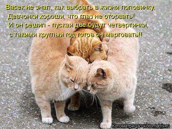 Васек не знал, как выбрать в жизни половинку. Девчонки хороши, что глаз не оторвать! И он решил - пус... Котоматрица: Васек не знал, как выбрать в жизни половинку. Девчонки хороши, что глаз не оторвать! И он решил - пускай две будут четвертинки, с такими кругл