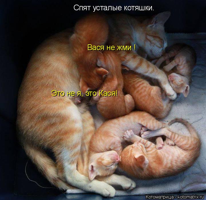 Вася не жми ! Это не я, это Кася! Спят усталые котяшки.... Котоматрица: Вася не жми ! Это не я, это Кася! Спят усталые котяшки.